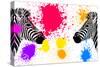 Safari Colors Pop Collection - Zebras Face to Face IV-Philippe Hugonnard-Stretched Canvas