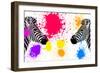 Safari Colors Pop Collection - Zebras Face to Face IV-Philippe Hugonnard-Framed Giclee Print