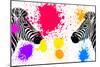 Safari Colors Pop Collection - Zebras Face to Face IV-Philippe Hugonnard-Mounted Giclee Print