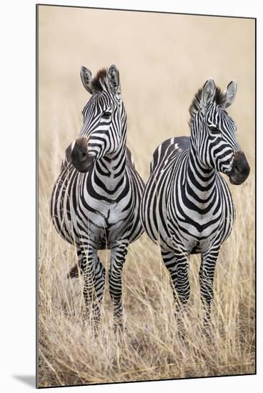 Safari Duet-Nigel Pavitt-Mounted Giclee Print