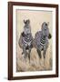 Safari Duet-Nigel Pavitt-Framed Giclee Print