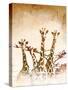 Safari Giraffe II-Dan Meneely-Stretched Canvas