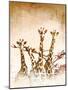 Safari Giraffe II-Dan Meneely-Mounted Art Print