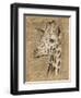 Safari Giraffe-Chad Barrett-Framed Art Print