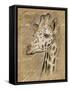 Safari Giraffe-Chad Barrett-Framed Stretched Canvas