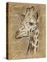 Safari Giraffe-Chad Barrett-Stretched Canvas
