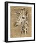 Safari Giraffe-Chad Barrett-Framed Art Print