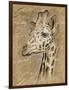 Safari Giraffe-Chad Barrett-Framed Premium Giclee Print