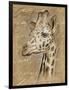 Safari Giraffe-Chad Barrett-Framed Premium Giclee Print