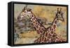 Safari Giraffes-Madelaine Morris-Framed Stretched Canvas