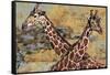 Safari Giraffes-Madelaine Morris-Framed Stretched Canvas