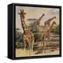 Safari III-Peter Blackwell-Framed Stretched Canvas