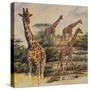 Safari III-Peter Blackwell-Stretched Canvas