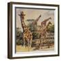 Safari III-Peter Blackwell-Framed Art Print