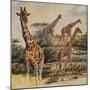 Safari III-Peter Blackwell-Mounted Art Print