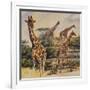 Safari III-Peter Blackwell-Framed Art Print
