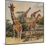 Safari III-Peter Blackwell-Mounted Art Print