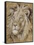 Safari Lion-Chad Barrett-Framed Stretched Canvas