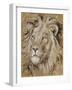 Safari Lion-Chad Barrett-Framed Art Print