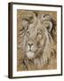 Safari Lion-Chad Barrett-Framed Art Print