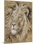 Safari Lion-Chad Barrett-Mounted Art Print