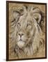 Safari Lion-Chad Barrett-Framed Art Print