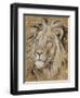 Safari Lion-Chad Barrett-Framed Art Print