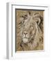 Safari Lion-Chad Barrett-Framed Art Print