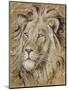 Safari Lion-Chad Barrett-Mounted Art Print