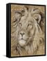 Safari Lion-Chad Barrett-Framed Stretched Canvas