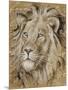 Safari Lion-Chad Barrett-Mounted Premium Giclee Print