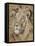 Safari Lion-Chad Barrett-Framed Stretched Canvas