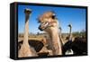 Safari Ostrich Show Farm Oudtshoorn, Little Karoo, South Africa, Africa, 2018 (Photo)-null-Framed Stretched Canvas