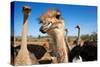 Safari Ostrich Show Farm Oudtshoorn, Little Karoo, South Africa, Africa, 2018 (Photo)-null-Stretched Canvas