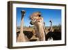 Safari Ostrich Show Farm Oudtshoorn, Little Karoo, South Africa, Africa, 2018 (Photo)-null-Framed Giclee Print