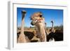 Safari Ostrich Show Farm Oudtshoorn, Little Karoo, South Africa, Africa, 2018 (Photo)-null-Framed Giclee Print