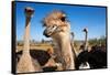 Safari Ostrich Show Farm Oudtshoorn, Little Karoo, South Africa, Africa, 2018 (Photo)-null-Framed Stretched Canvas