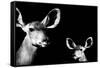 Safari Profile Collection - Antelope and Baby Black Edition II-Philippe Hugonnard-Framed Stretched Canvas