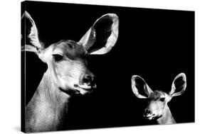 Safari Profile Collection - Antelope and Baby Black Edition II-Philippe Hugonnard-Stretched Canvas