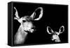 Safari Profile Collection - Antelope and Baby Black Edition II-Philippe Hugonnard-Framed Stretched Canvas