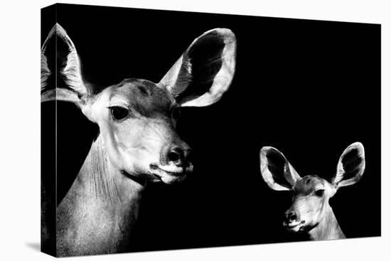 Safari Profile Collection - Antelope and Baby Black Edition II-Philippe Hugonnard-Stretched Canvas