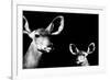 Safari Profile Collection - Antelope and Baby Black Edition II-Philippe Hugonnard-Framed Photographic Print