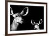 Safari Profile Collection - Antelope and Baby Black Edition II-Philippe Hugonnard-Framed Photographic Print