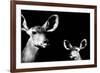 Safari Profile Collection - Antelope and Baby Black Edition II-Philippe Hugonnard-Framed Photographic Print