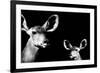 Safari Profile Collection - Antelope and Baby Black Edition II-Philippe Hugonnard-Framed Photographic Print