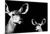 Safari Profile Collection - Antelope and Baby Black Edition II-Philippe Hugonnard-Mounted Photographic Print