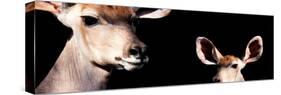 Safari Profile Collection - Antelope and Baby Black Edition III-Philippe Hugonnard-Stretched Canvas