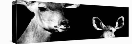 Safari Profile Collection - Antelope and Baby Black Edition IV-Philippe Hugonnard-Stretched Canvas