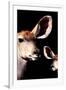 Safari Profile Collection - Antelope and Baby Black Edition V-Philippe Hugonnard-Framed Photographic Print