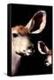 Safari Profile Collection - Antelope and Baby Black Edition V-Philippe Hugonnard-Framed Stretched Canvas